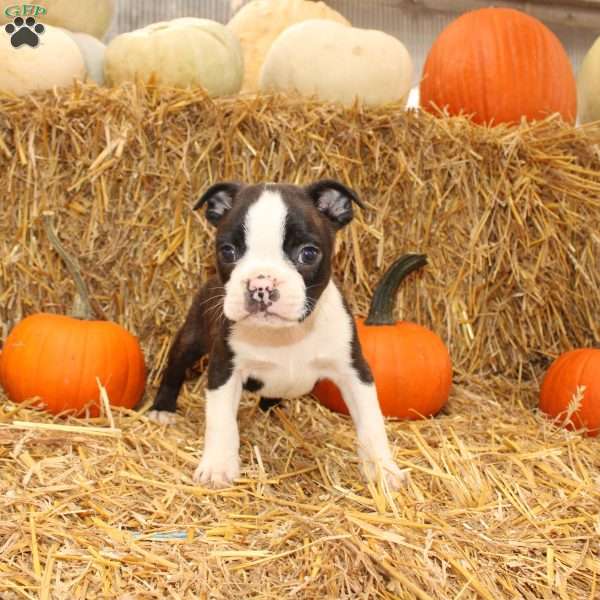 Jasper, Boston Terrier Puppy